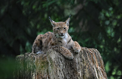 Bayerwald-Tierpark in Lohberg Bayerischer Wald